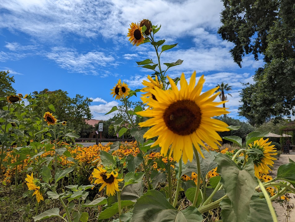 Sunflowers in Calistoga, Napa Valley